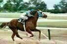 Secretariat 11