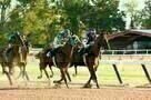 Secretariat 12