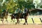 Secretariat 12