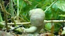 Slow Slow