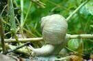 Slow