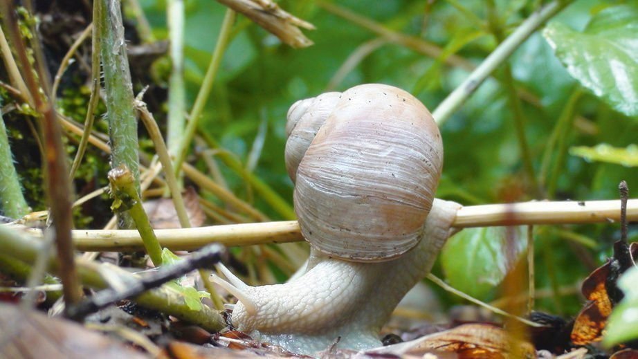 Slow