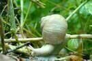 Slow