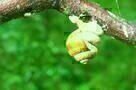 Slow - Langsam ist das neue Schnell - Trailer