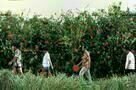 Sonatine