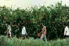 Sonatine