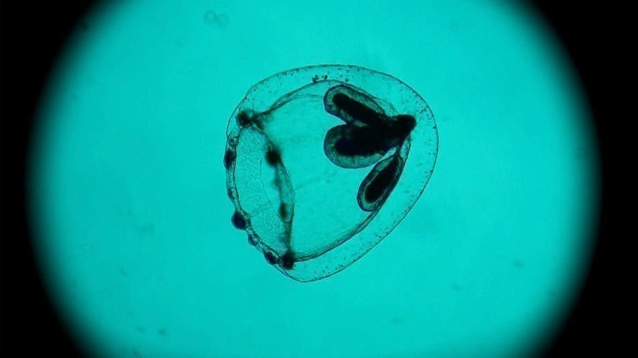 Spira mirabilis 01 Spira mirabilis 01