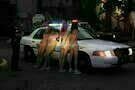 Spring Breakers 02