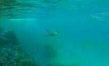 Still the Water 05