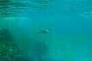 Still the Water 05