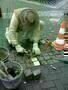 Stolperstein