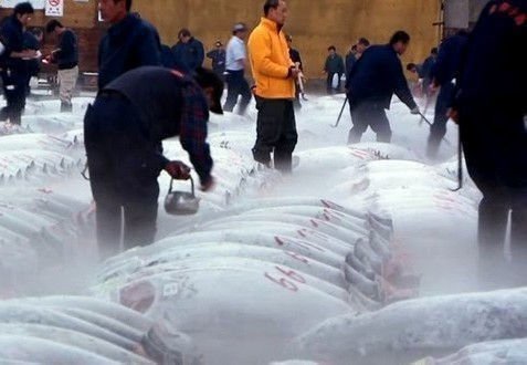 Sushi - The Global Catch
