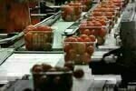 We Feed The World