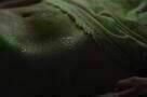 The Beguiled - Trailer