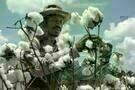 The Birth of a Nation  1