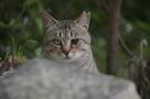 The Cats of Gokogu Shrine - Trailer