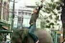 The Elephant King