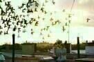 The Exploding Girl