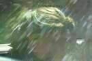 The Exploding Girl