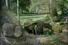 Nackte Gewalt - Trailer