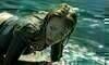 The Shallows – Gefahr aus der Tiefe