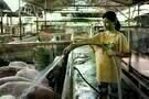 The Tiger Factory 04