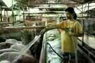 The Tiger Factory 04