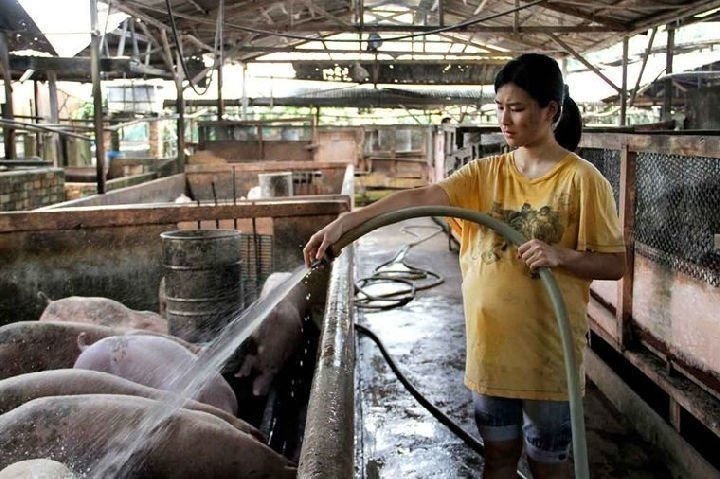 The Tiger Factory 04
