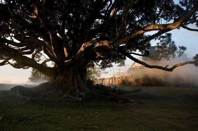 The Tree 01 The Tree 01