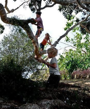 The Tree 09 The Tree 09