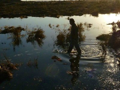 The Year of the Tiger