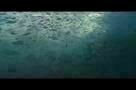 Tides - Trailer