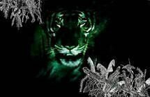 Tropical Malady