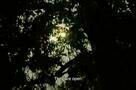 Uncle Boonmee Who Can Recall His Past Lives