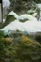 Unter Schnee 1 Unter Schnee 1
