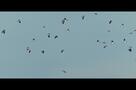 Watching People Watching Birds - Trailer