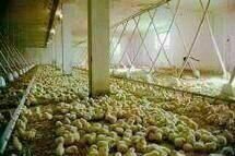 We Feed The World We Feed The World
