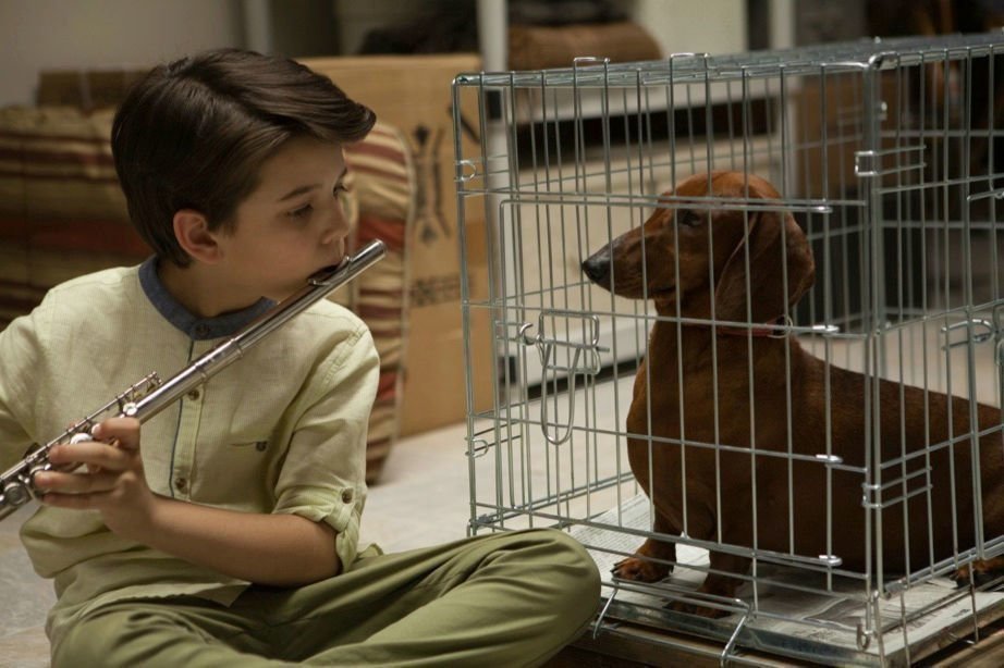 Wiener Dog 02
