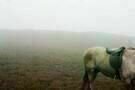 Wuthering-heights  1